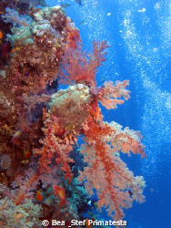 Soft coral. Canon G9 with Inon D-2000 strobe. by Bea & Stef Primatesta 